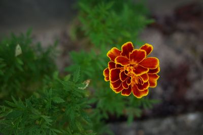 Close-up of orange marigold flower