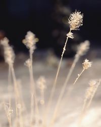 plant