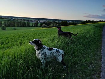 View of a dog on field