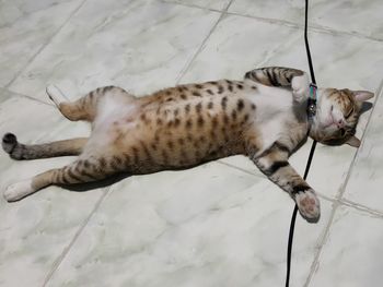 High angle view of cat sleeping on floor