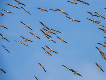 Low angle view of birds flying