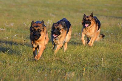 Dogs on grassy field