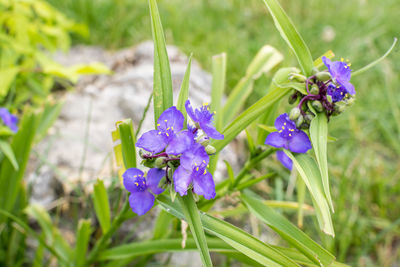 Small blue flowers of tradescantia virginiana plant, known as virginia spiderwort or bluejacket