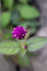 Close-up of flower