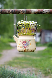 Flowering plant saxifrage with small white flowers in an old vintage enamelled beige teapot outdoor.