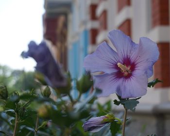 Close-up of purple flowers