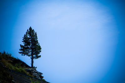 Low angle view of trees against clear blue sky