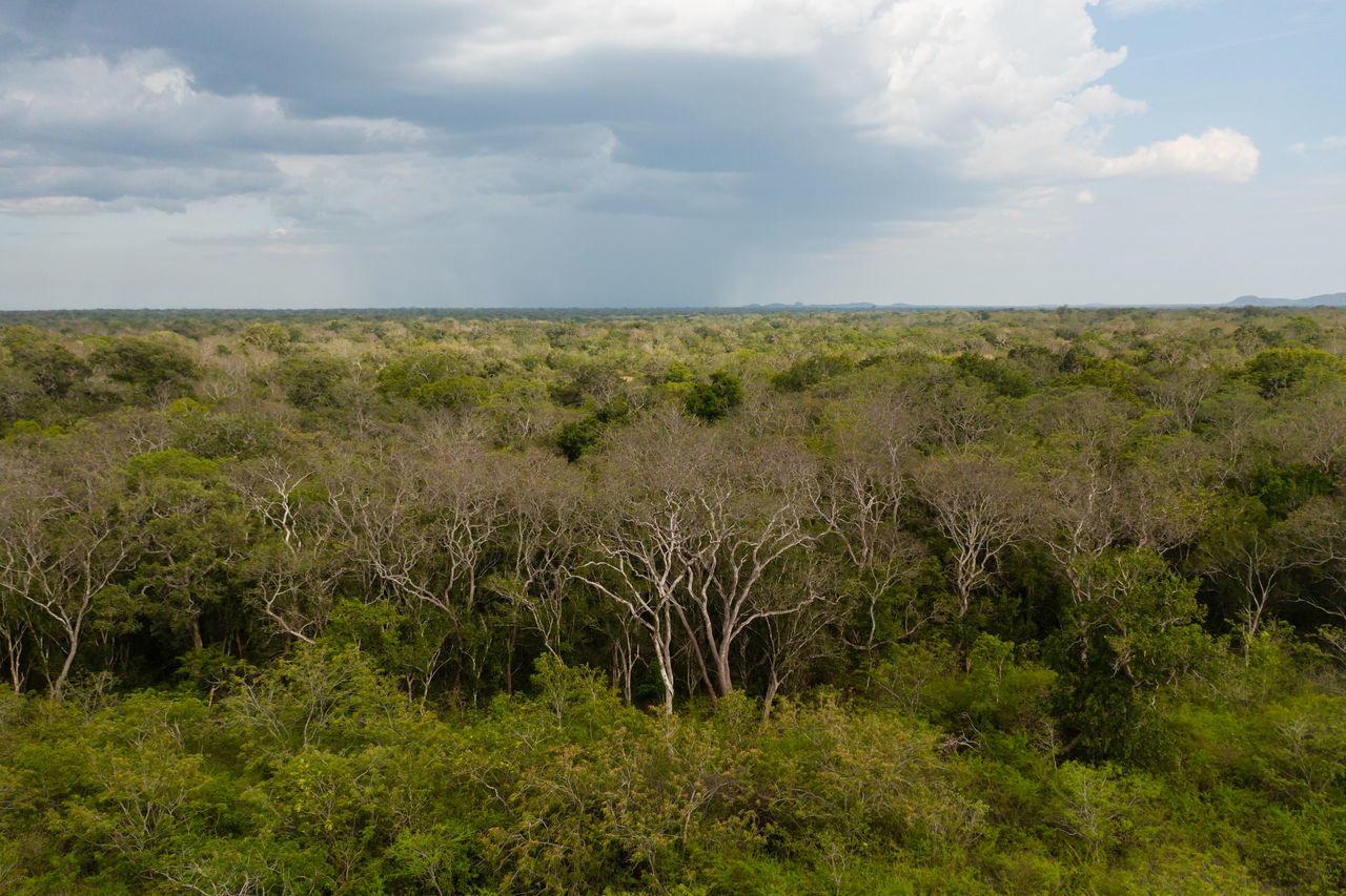 natural environment, plant, sky, environment, grass, landscape, cloud, wilderness, wetland, land, grassland, nature, hill, prairie, scenics - nature, beauty in nature, no people, savanna, plain, rural area, steppe, field, vegetation, green, horizon, tranquility, day, meadow, growth, tree, outdoors, marsh, tranquil scene, non-urban scene, horizon over land, forest, shrubland, plateau, bog, soil, travel destinations