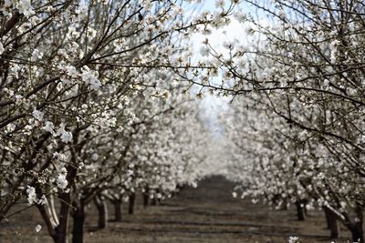 Cherry blossoms during spring