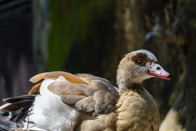 Alopochen aegyptiacus egypt nile goose or geese, birds of africa anatidos anseriform 