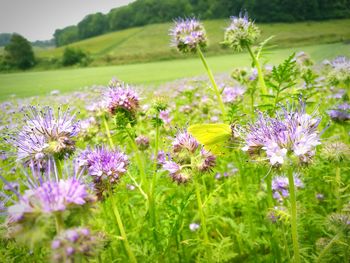 Close-up of purple flowers blooming in field