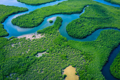 High angle view of fresh green plants in lake