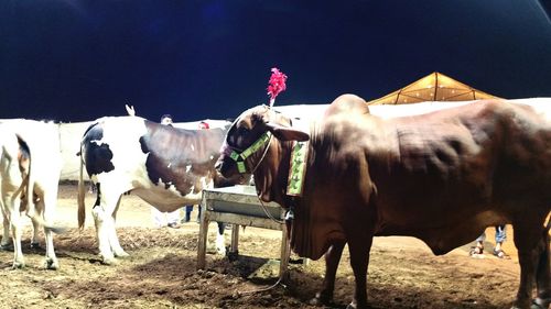 Horses standing on field