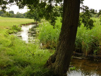 Stream flowing through forest