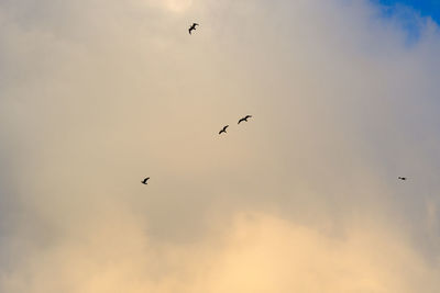 Low angle view of birds flying in sky