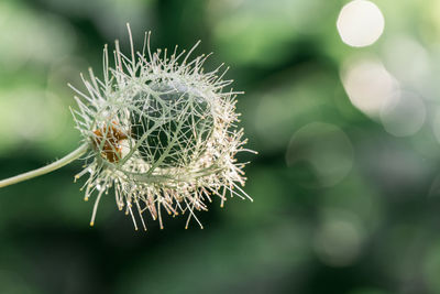 Close-up of cactus plant