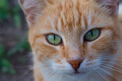 Close-up portrait of cat