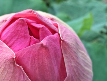 Close-up of pink rose flower