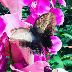 Close-up of butterfly on pink flower