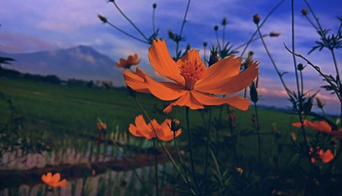 Close-up of orange cosmos flower on field against sky