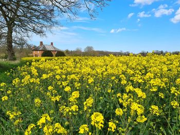 View of yellow flowering plants on field