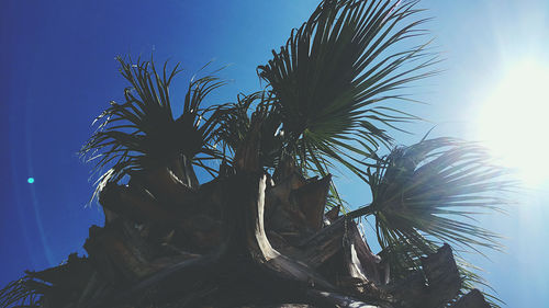 Low angle view of palm tree against blue sky