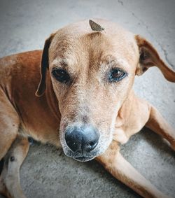 Close-up portrait of dog relaxing on floor
