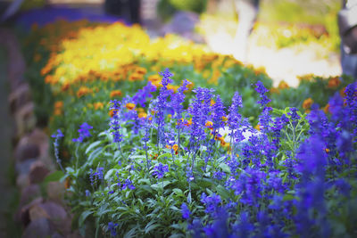 Close-up of purple flowering plant on field