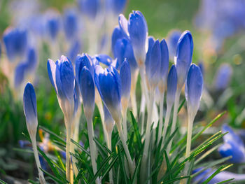 Close-up of purple crocus flowers on field