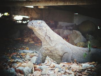 Close-up of lizard on rock