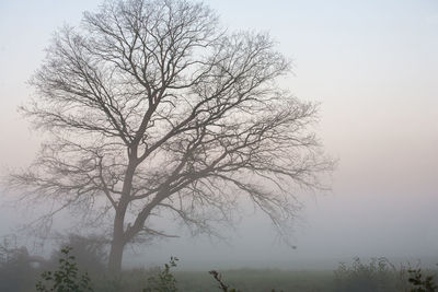 Bare tree in foggy weather