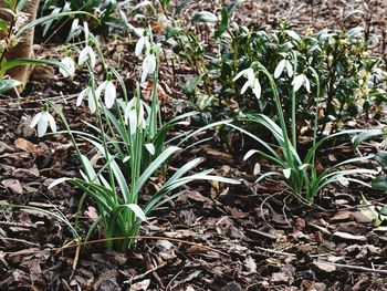 Close-up of plants growing on field