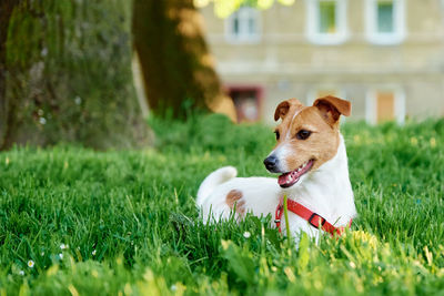 Cute dog portrait on summer meadow with green grass