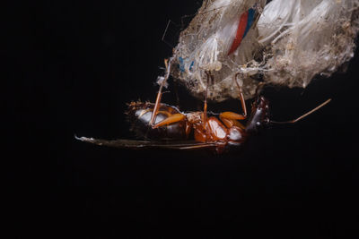 Close-up of insect against black background