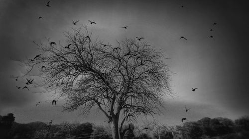 Silhouette of birds flying in the sky
