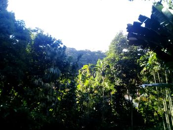 Low angle view of flowering trees against sky