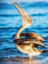 Close-up of a bird