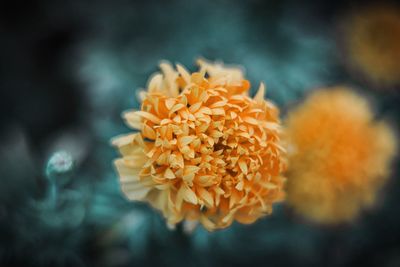 Close-up of orange flower