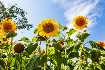 Sunflowers in the garden against the blue sky