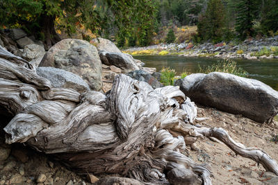 View of rocks in forest