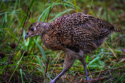 Close-up of a bird on field