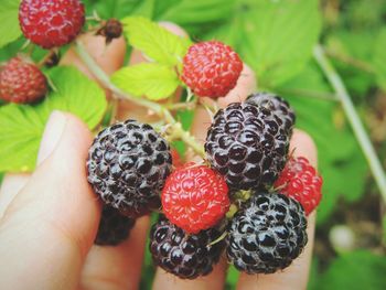 Close-up of hand holding strawberries