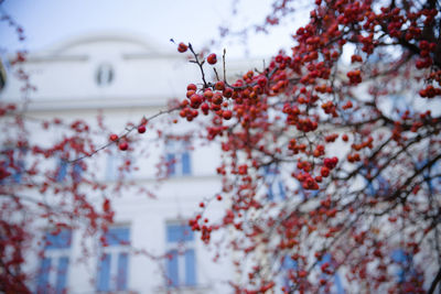 Low angle view of cherry tree against sky