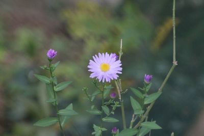 Close-up of purple flowering plant