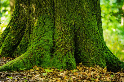 Moss growing on tree trunk