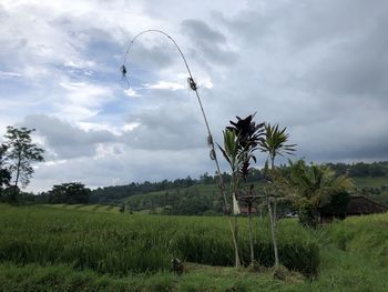 Plants on field against sky