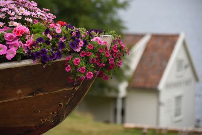 Close-up of pink flowering plant against building