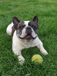 Portrait of dog on field