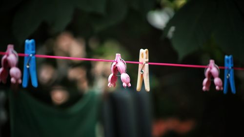 Close-up of multi colored clothespins hanging on rope