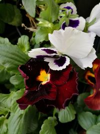 Close-up of flowers blooming outdoors